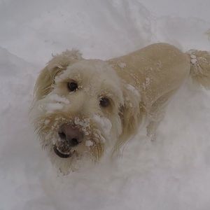 Meet your Posher, Abby